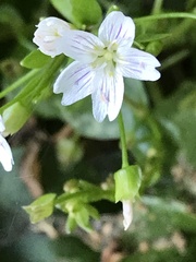 Claytonia sibirica