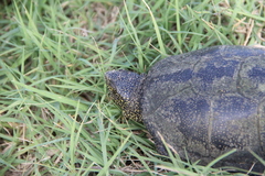 Emys orbicularis