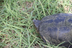 Emys orbicularis