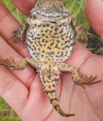 Phrynosoma orbiculare