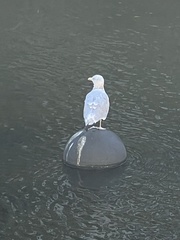 Larus argentatus