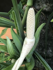 Syngonium