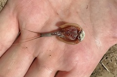 Triops longicaudatus