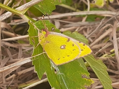 Colias hyale