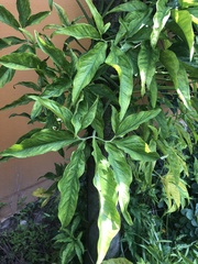 Syngonium