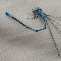 Coenagrion