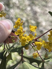 Berberis trifoliolata