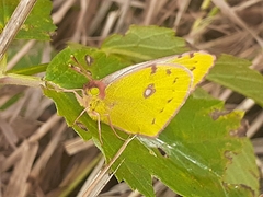 Colias hyale