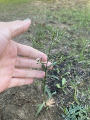 Symphyotrichum subulatum squamatum