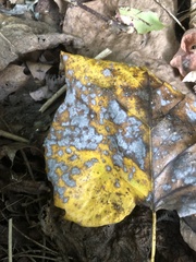 Erysiphe liriodendri