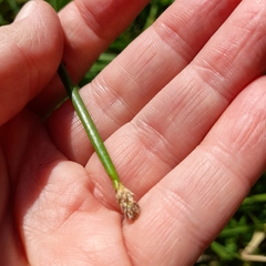 Eleocharis palustris