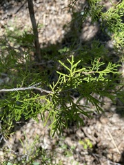Juniperus ashei