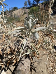 Salvia apiana