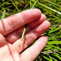 Eleocharis palustris