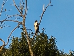 Accipiter melanoleucus
