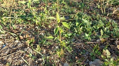 Amaranthus powellii
