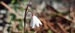 Acis autumnalis