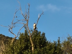 Accipiter melanoleucus
