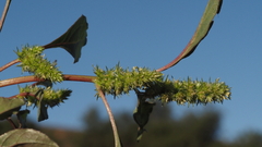 Amaranthus powellii