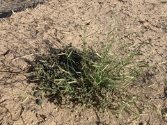 Bouteloua barbata barbata