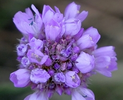 Armeria