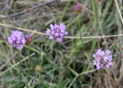 Armeria