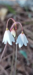 Acis autumnalis