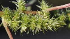 Amaranthus powellii