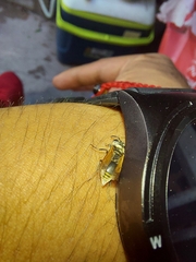 Brachygastra mellifica