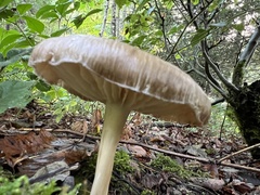 Megacollybia