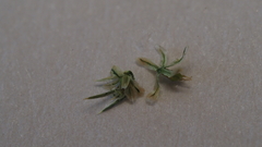 Amaranthus powellii