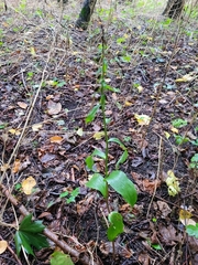 Epipactis helleborine