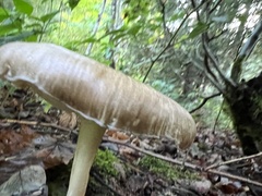 Megacollybia