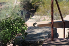 Ammospermophilus harrisii