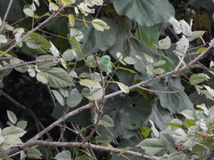 Forpus conspicillatus