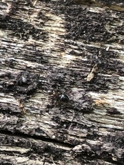 Crematogaster cerasi