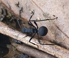 Polyrhachis armata