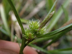 Carex viridula