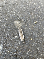 Lophocampa roseata