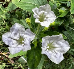 Ruellia caroliniensis