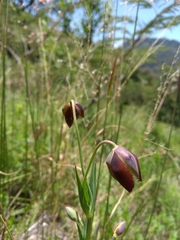 Calochortus cernuus