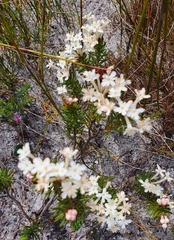 Gnidia pinifolia
