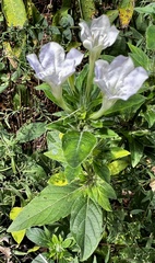 Ruellia caroliniensis