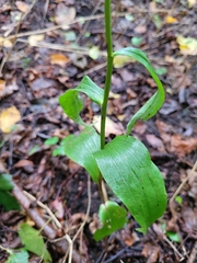 Epipactis helleborine