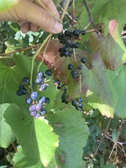 Vitis