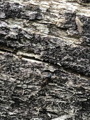 Crematogaster cerasi