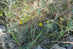 Sternbergia lutea