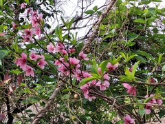 Prunus persica