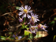 Tripolium pannonicum