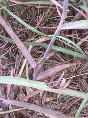 Andropogon hallii